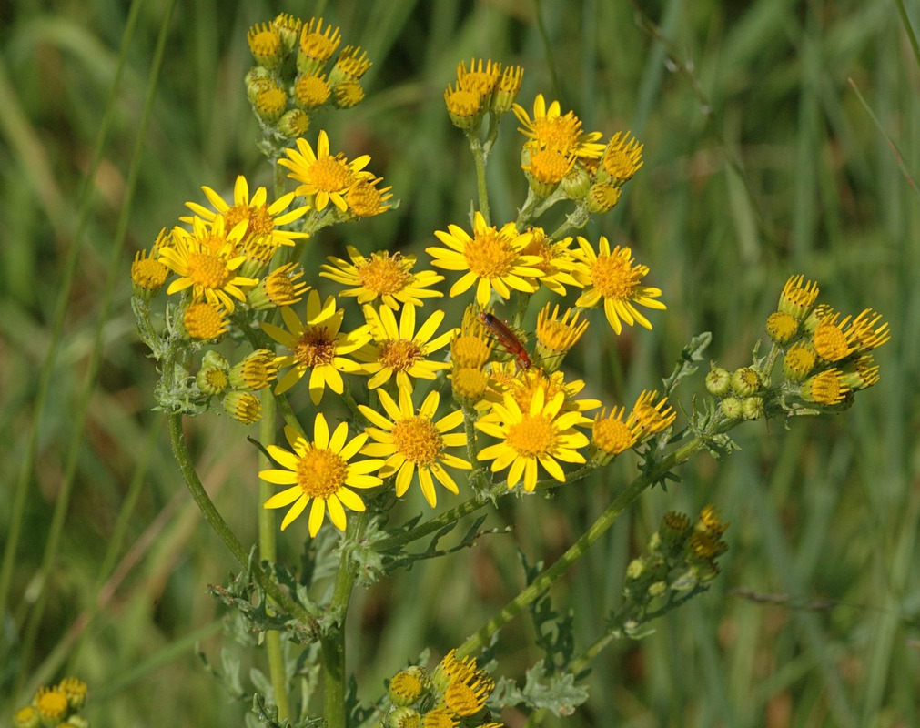 Im Sommer zeigt sich die Blüte des JKK