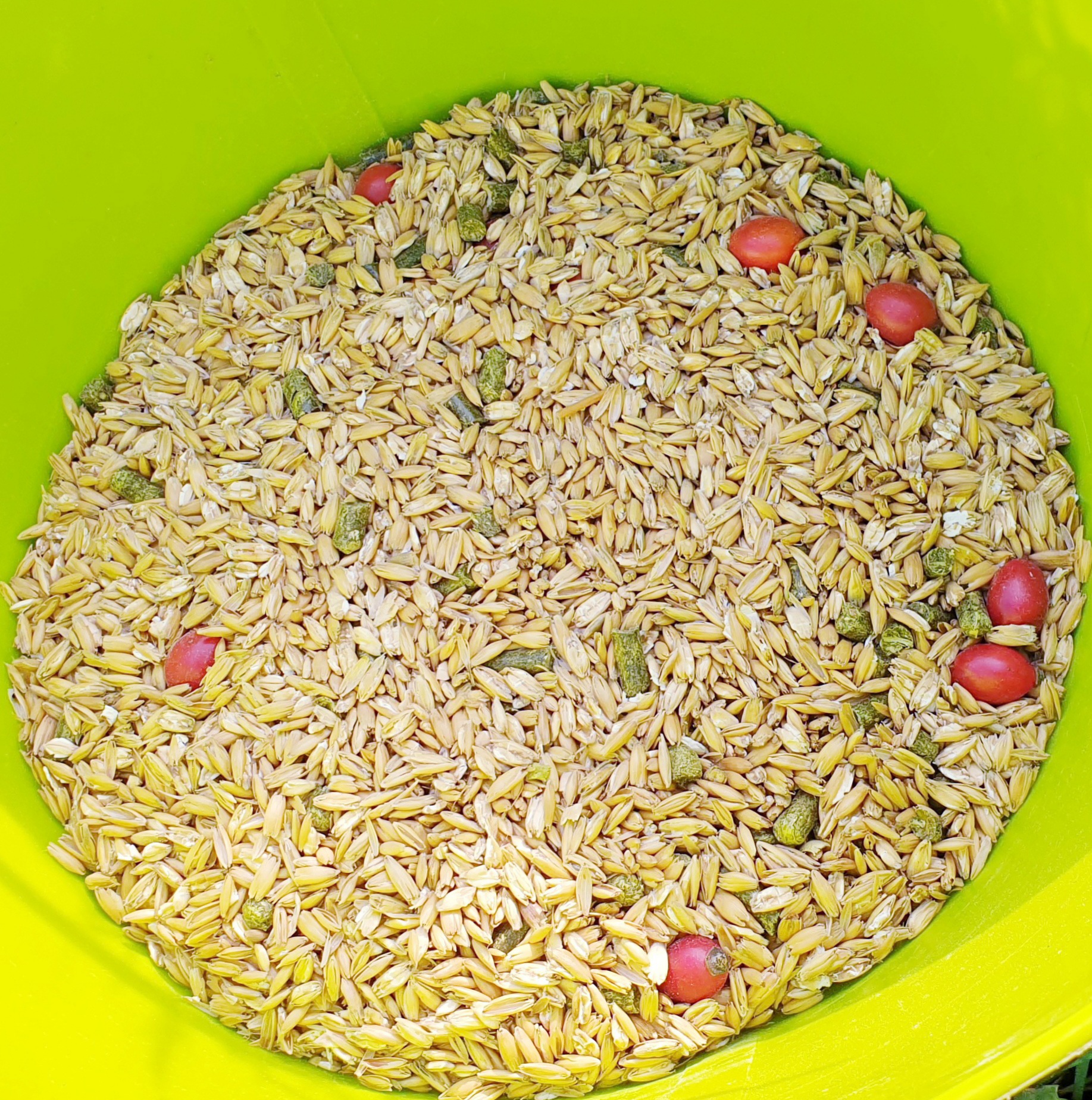 So fütterst du dein Pferd gesund – Kraftfutter